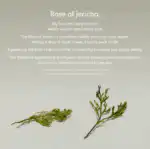 Abib Jericho Rose Collagen Pad Firming Touch 250ml / 60pads - Image 3