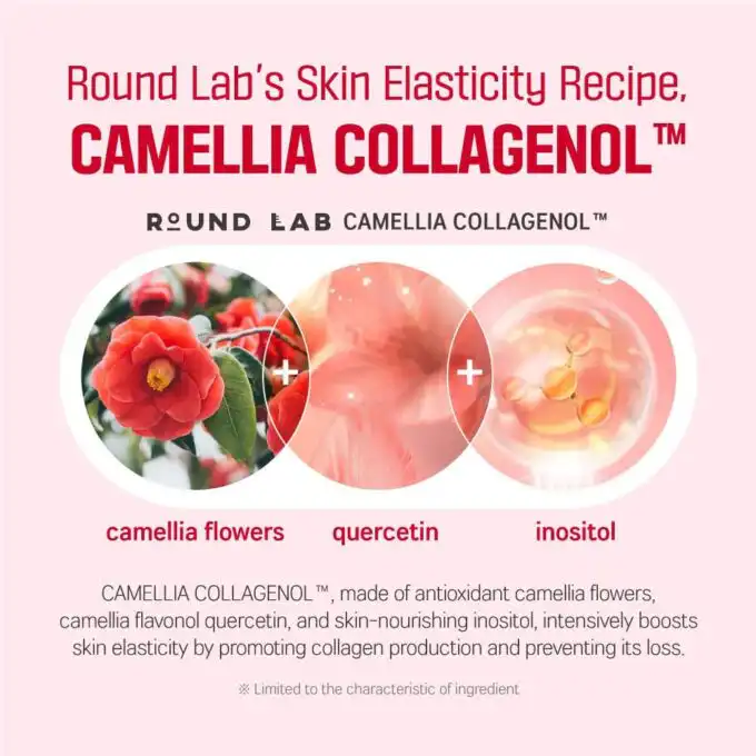 Round Lab Camellia Deep Collagen Firming Cream - Image 4