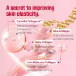 Round Lab Camellia Deep Collagen Firming Cream - Image 5